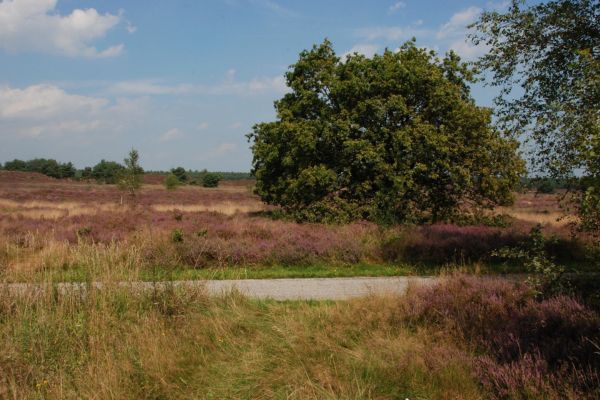 Vakantie op de Veluwe: Ontdek de mooiste plekjes en vind de beste boekingsmogelijkheden